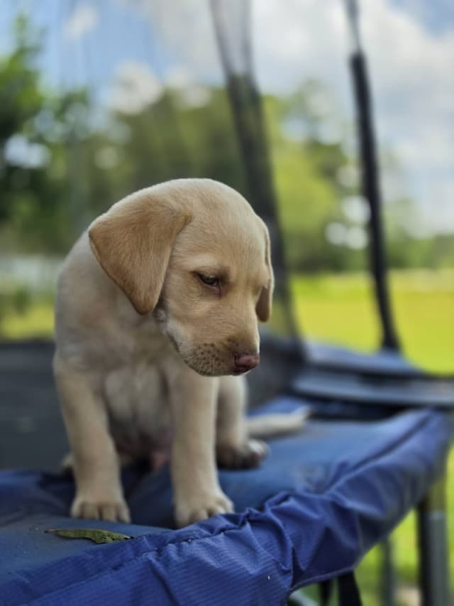 Labrador Retriever champion bloodline pups media 10