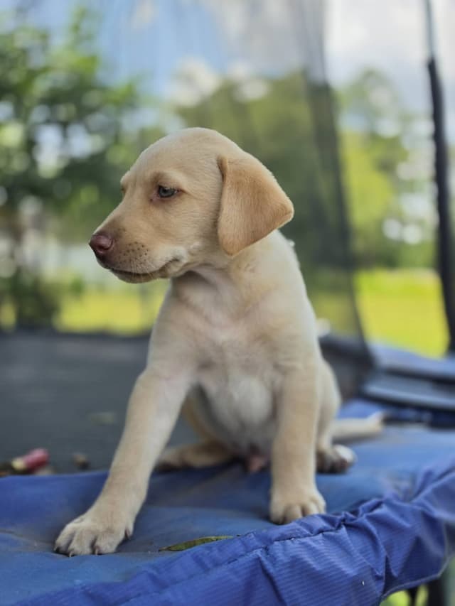 Labrador Retriever champion bloodline pups media 12