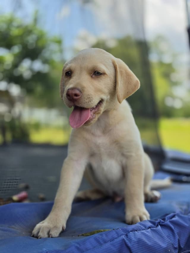 Labrador Retriever champion bloodline pups media 11