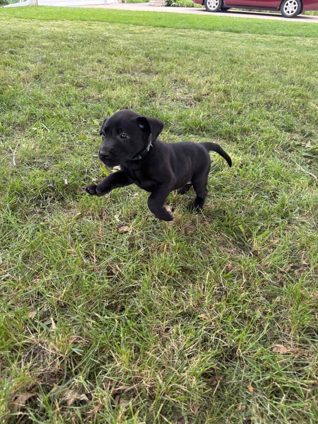 Labrador Retriever Puppies media 2