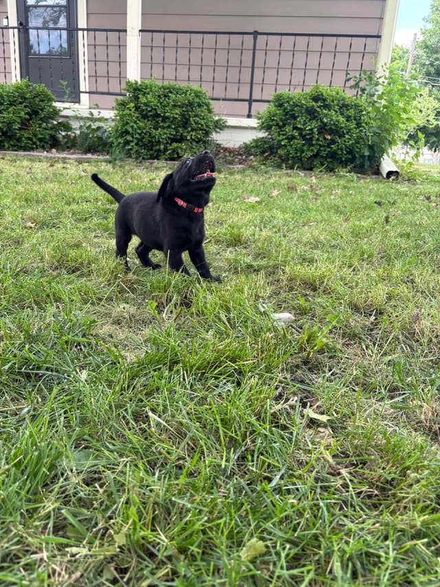 Labrador Retriever Puppies media 4