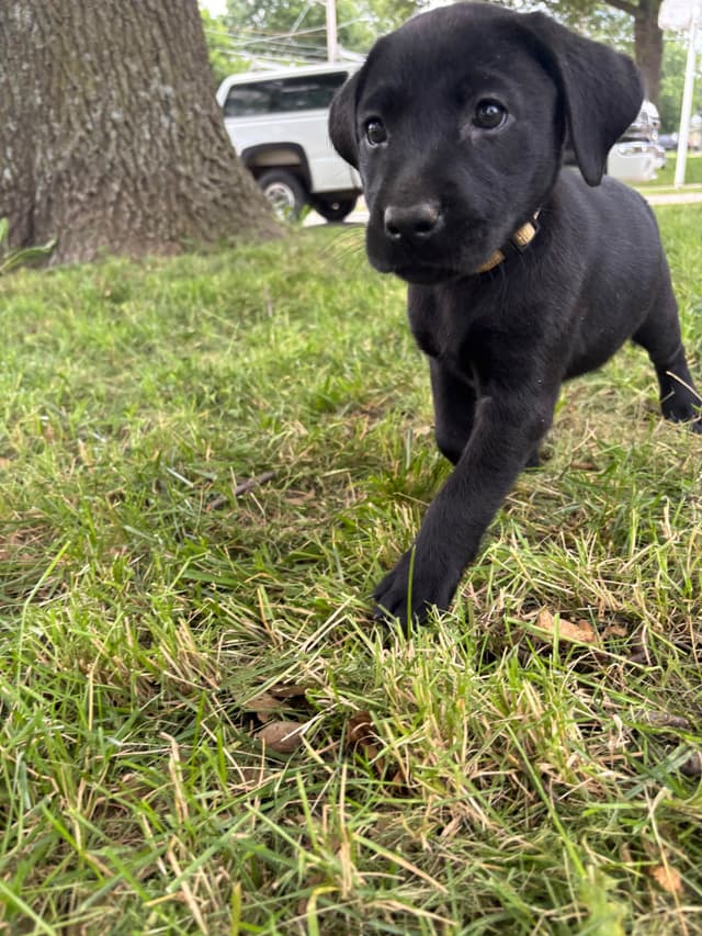 Labrador Retriever Puppies media 5