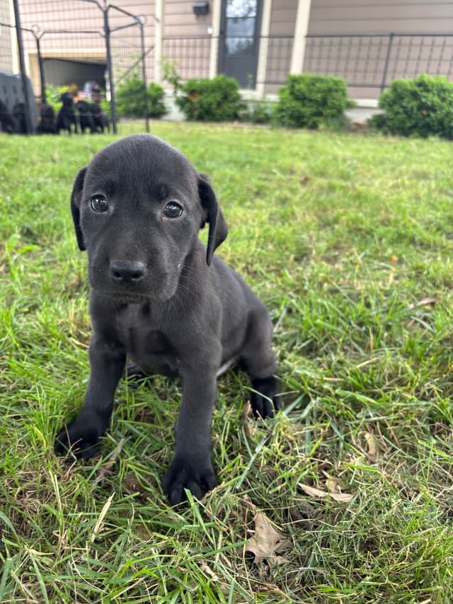 Labrador Retriever Puppies media 6