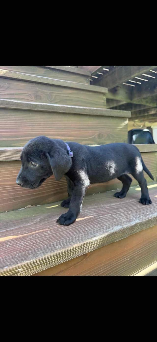 Labrador Retriever Puppies media 7
