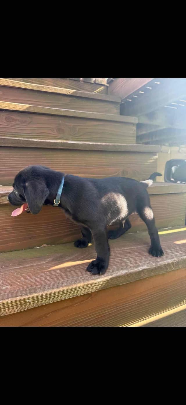 Labrador Retriever Puppies media 8