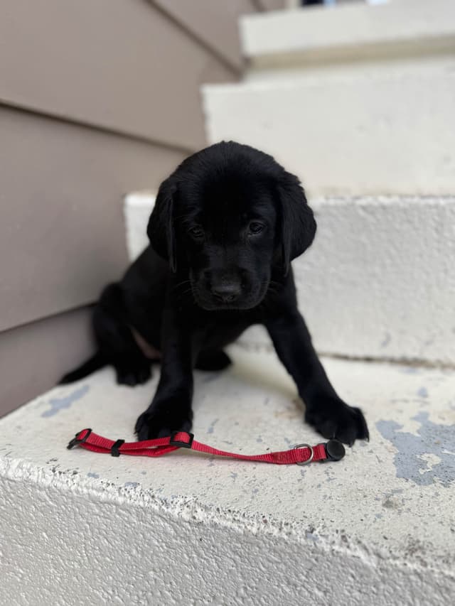 Labrador Retriever Puppies media 9