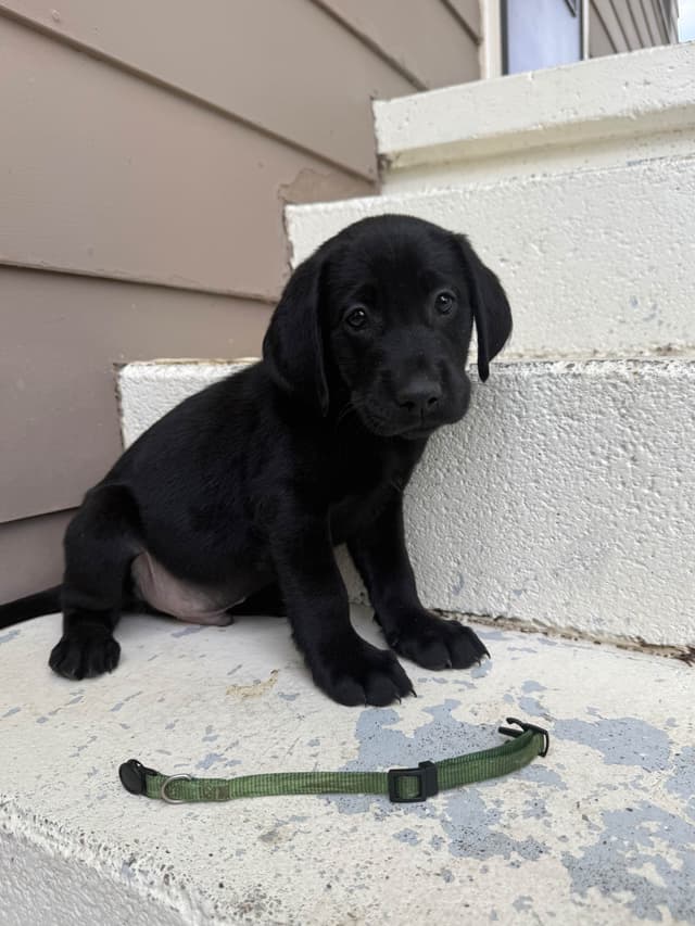 Labrador Retriever Puppies media 10
