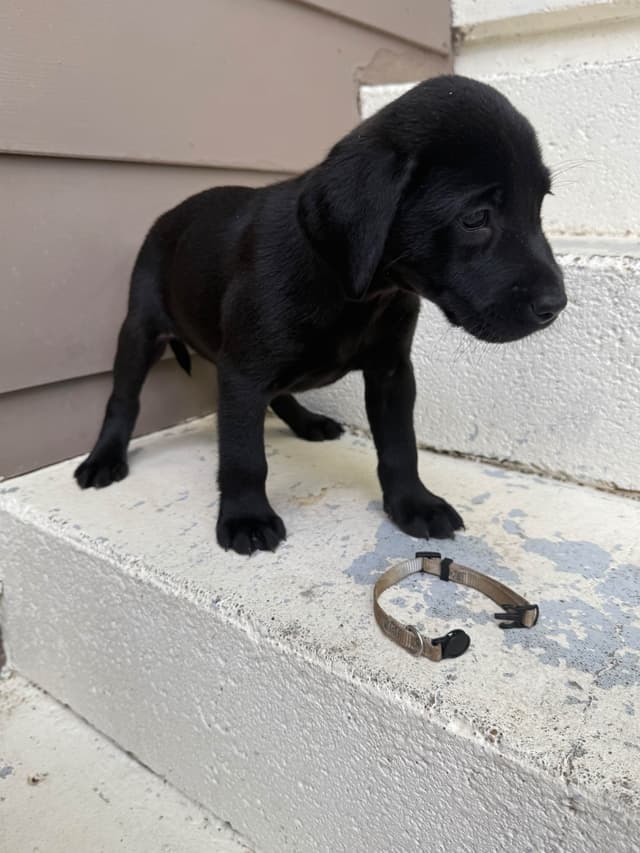 Labrador Retriever Puppies media 11