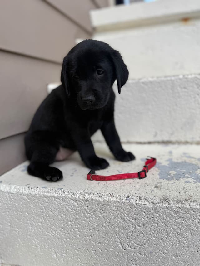Labrador Retriever Puppies media 12