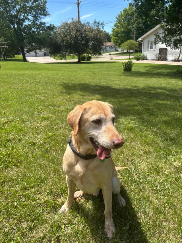 Labrador Retriever Puppies media 14