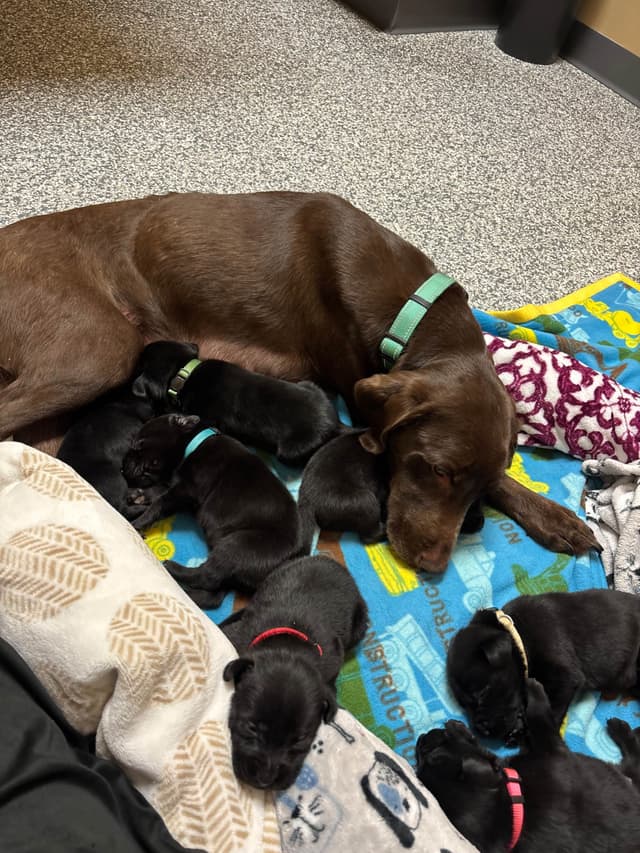 Labrador Retriever Puppies media 15