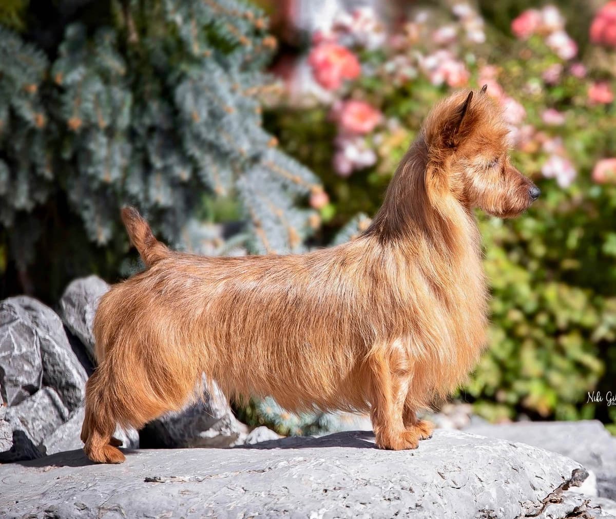 Australian Terrier Puppies breeder image 1