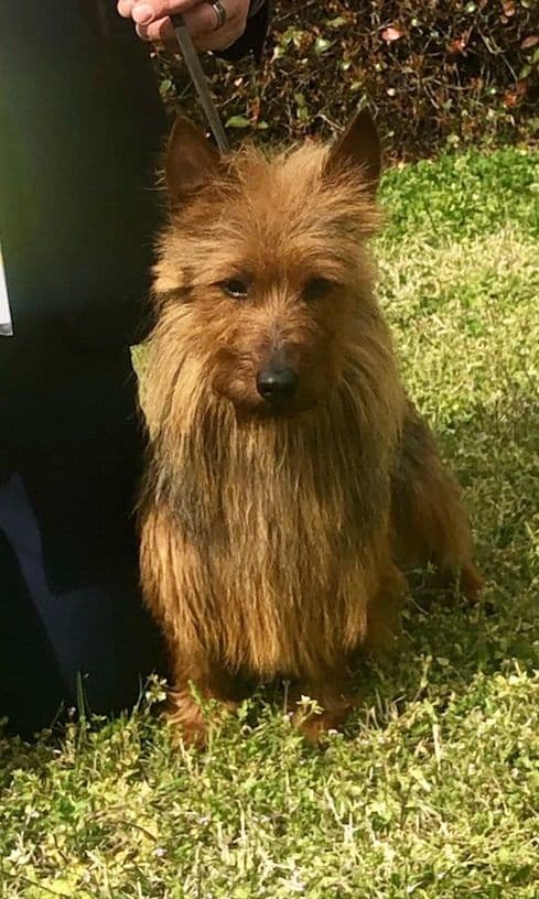 Australian Terrier Puppies breeder image 2