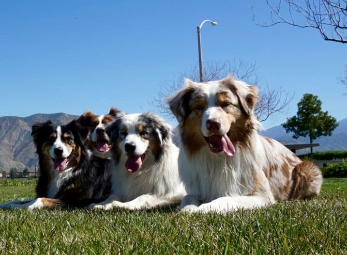 Australian Shepherd Puppies breeder image 3