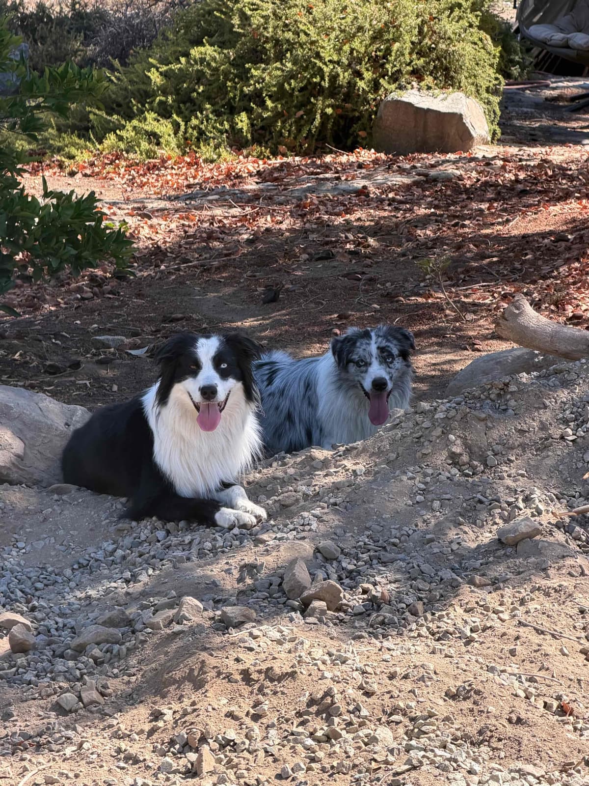 Australian Shepherd Puppies breeder image 4