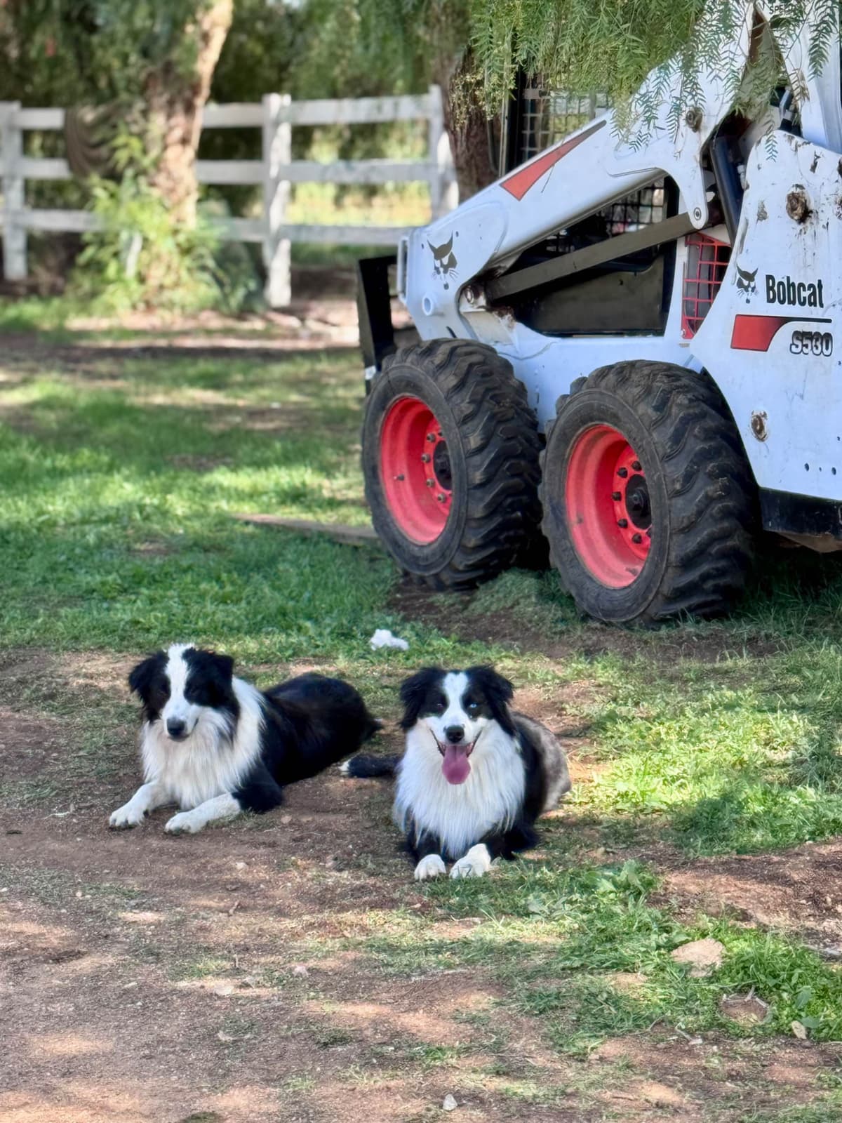 Australian Shepherd Puppies breeder image 5