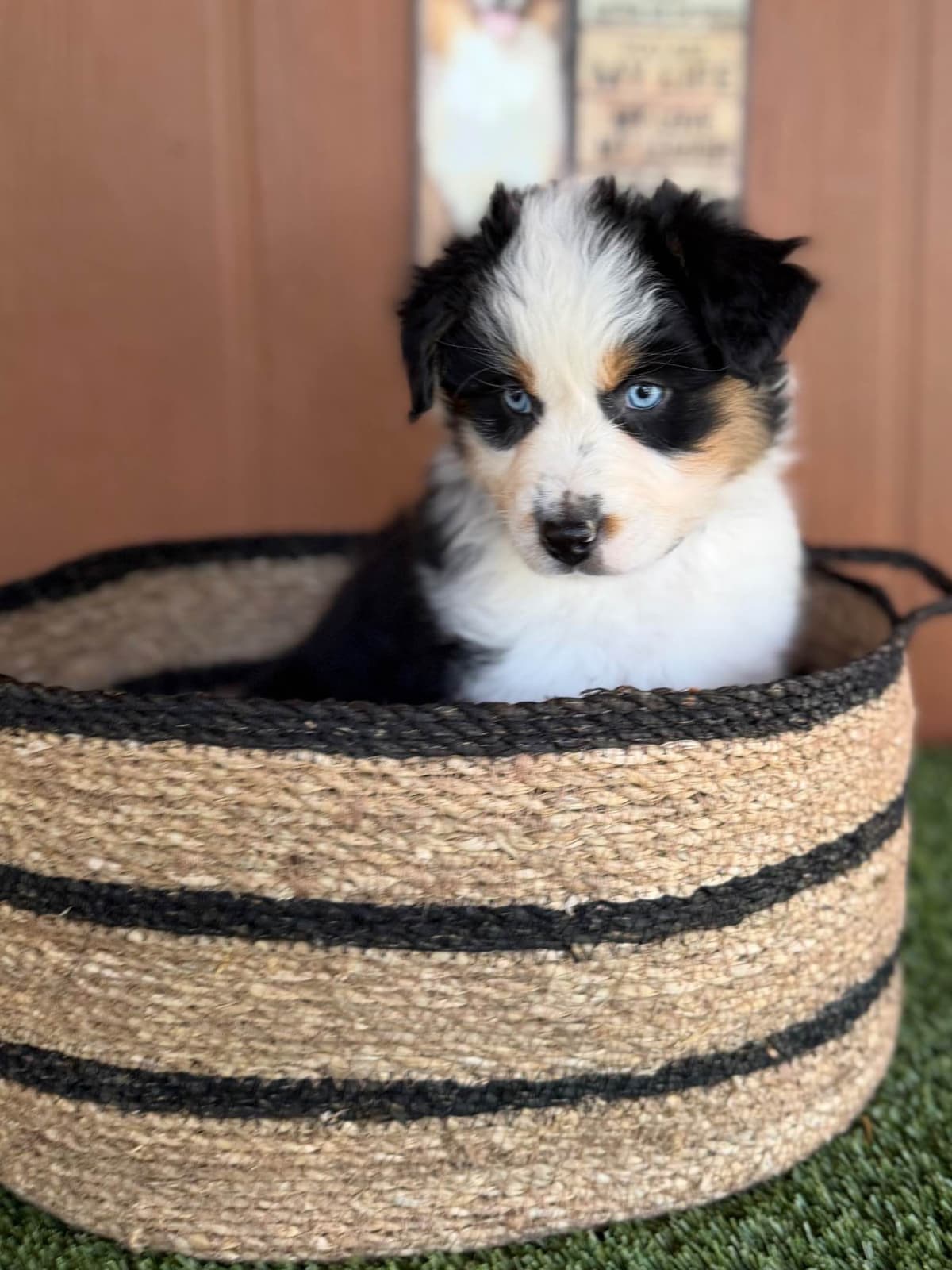 Australian Shepherd Puppies breeder image 6