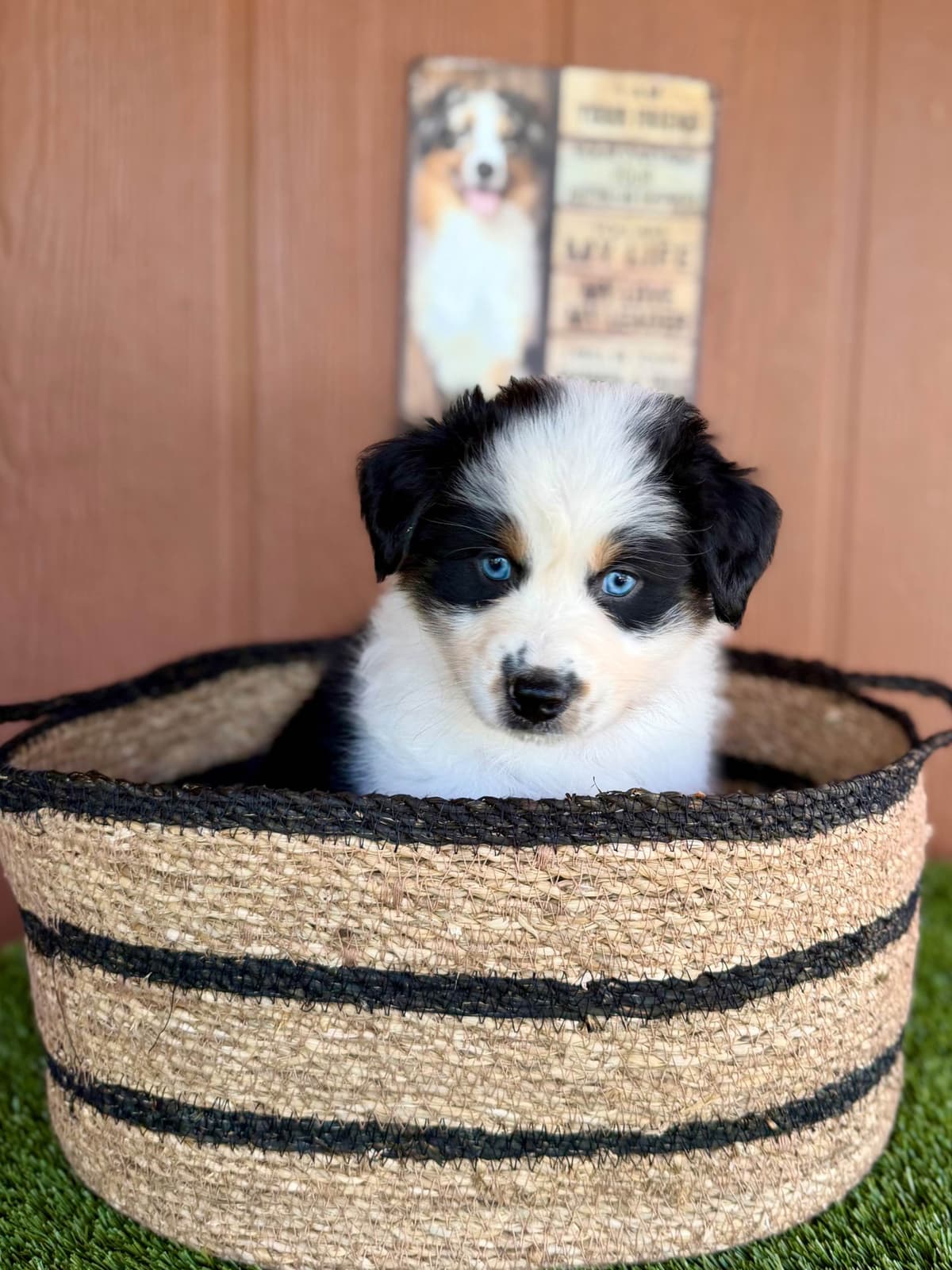 Australian Shepherd Puppies breeder image 7