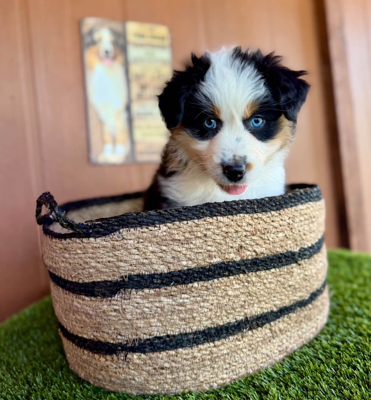 Australian Shepherd Puppies breeder image 8