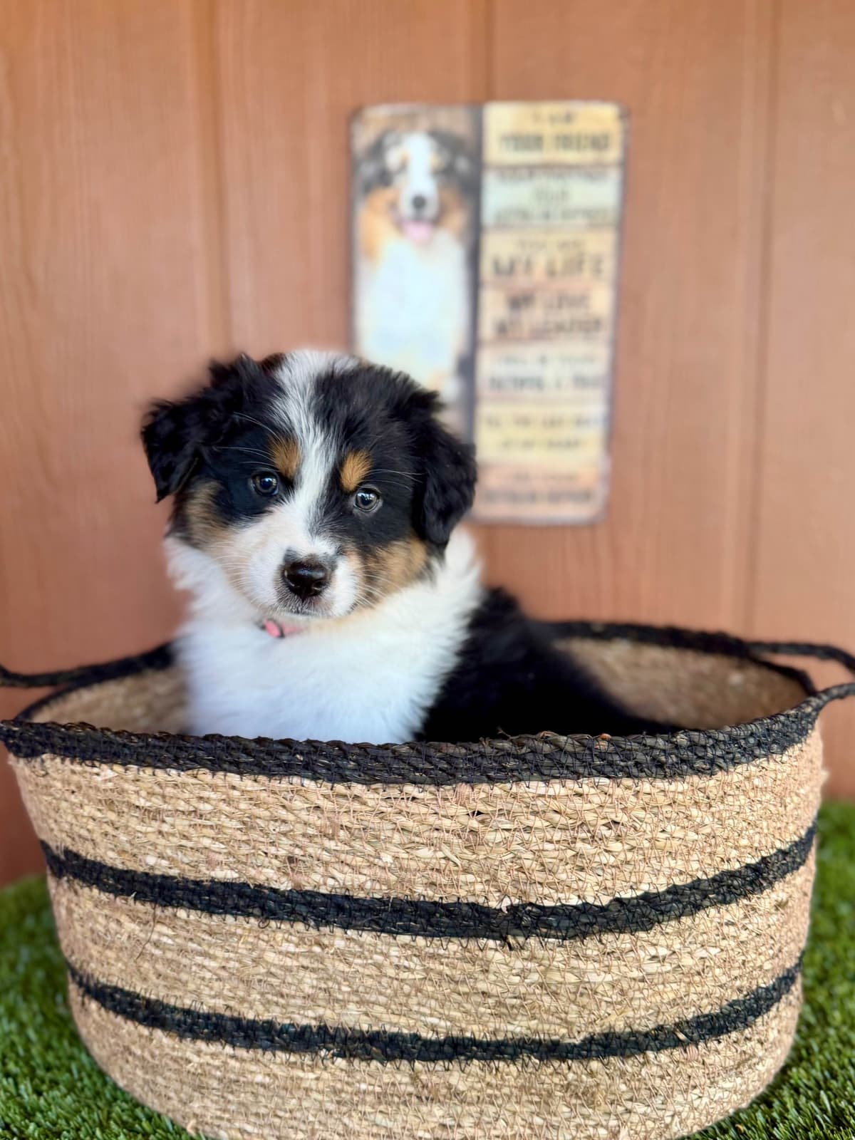 Australian Shepherd Puppies breeder image 9