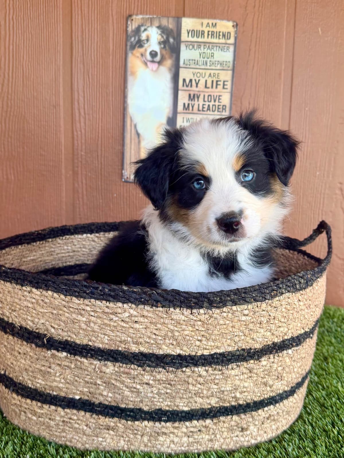 Australian Shepherd Puppies breeder image 10