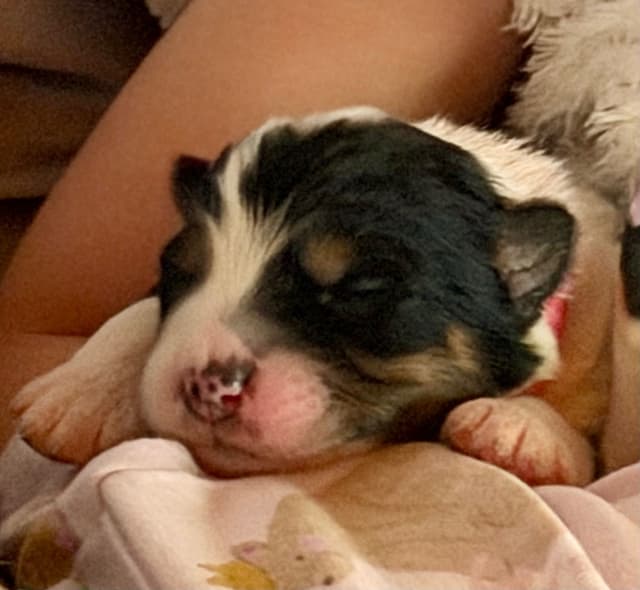 Australian Shepherd Puppies media 2