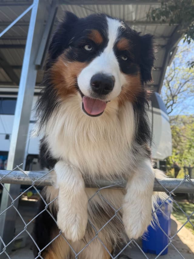 Australian Shepherd Puppies media 3