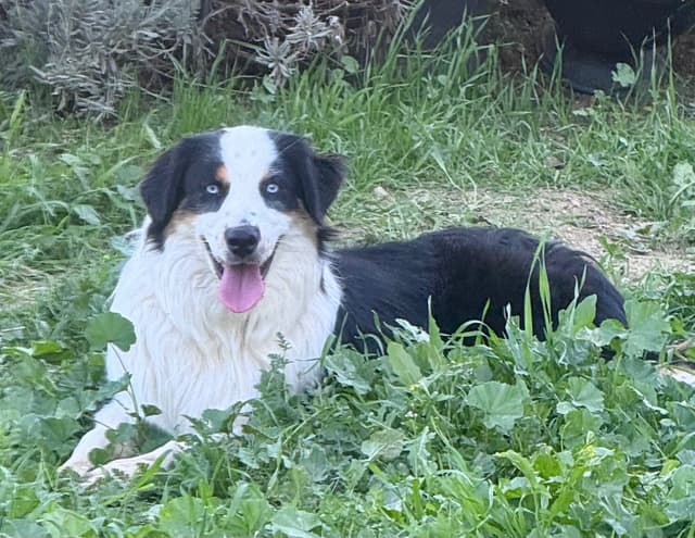 Australian Shepherd Puppies media 4