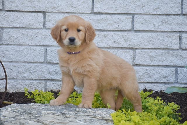 GOLDEN RETRIEVER 💛🐾 NOW AVAILABLE - CALL 717.378.1661 media 2