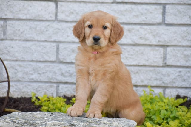 GOLDEN RETRIEVER 💛🐾 NOW AVAILABLE - CALL 717.378.1661 media 4