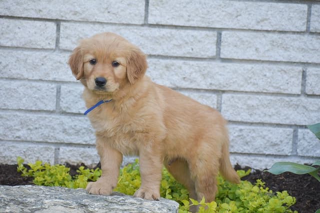 GOLDEN RETRIEVER 💛🐾 NOW AVAILABLE - CALL 717.378.1661 media 6