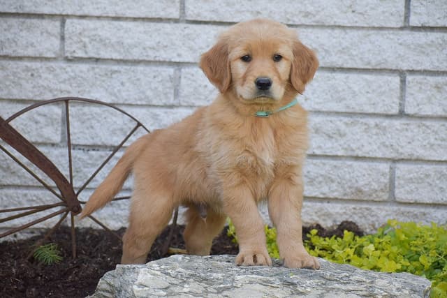 GOLDEN RETRIEVER 💛🐾 NOW AVAILABLE - CALL 717.378.1661 media 7