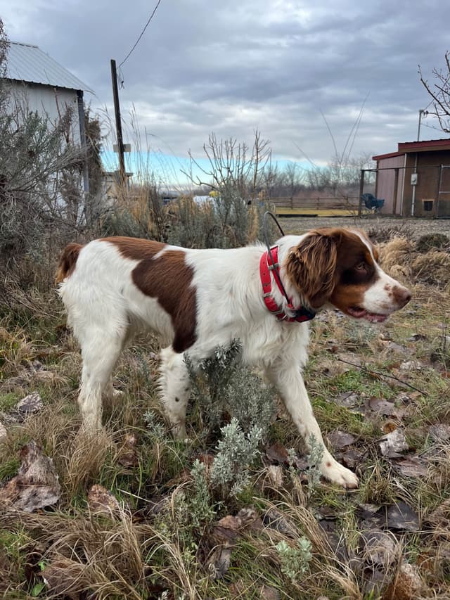Sunburst Brittany Puppies media 4