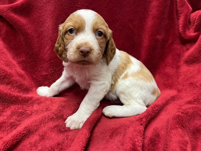 Sunburst Brittany Puppies media 6