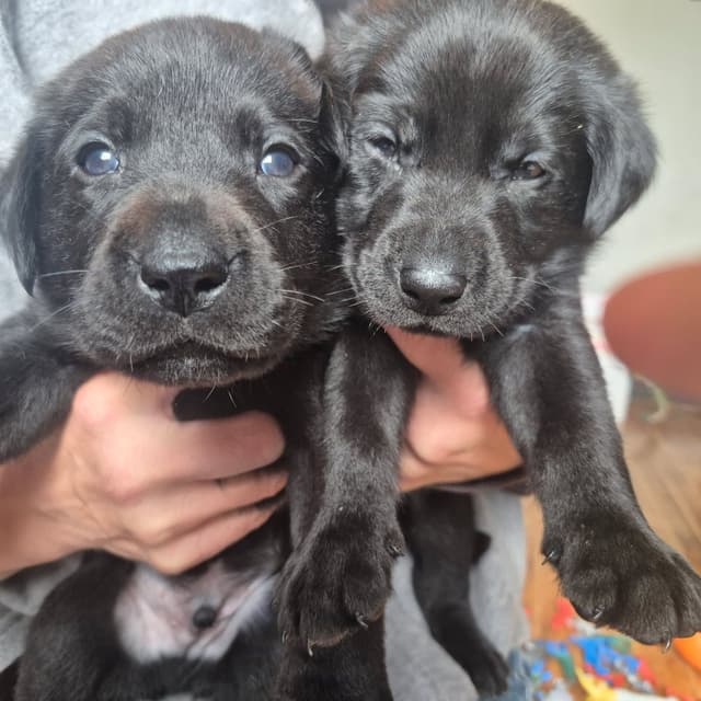 Labrador Retriever Puppies media 2