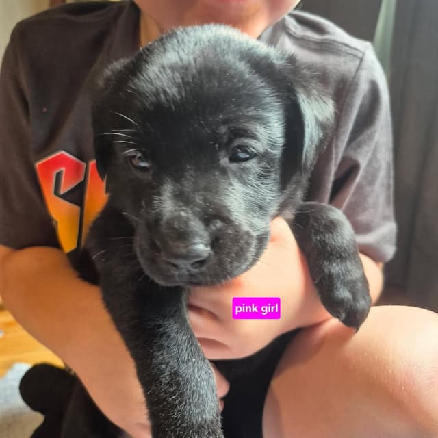 Labrador Retriever Puppies media 3