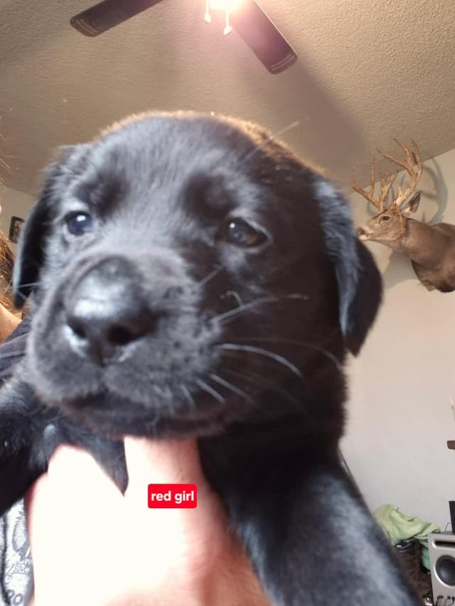 Labrador Retriever Puppies media 4