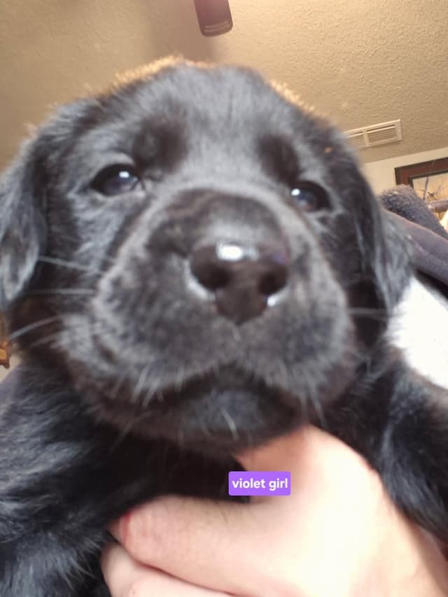 Labrador Retriever Puppies media 5