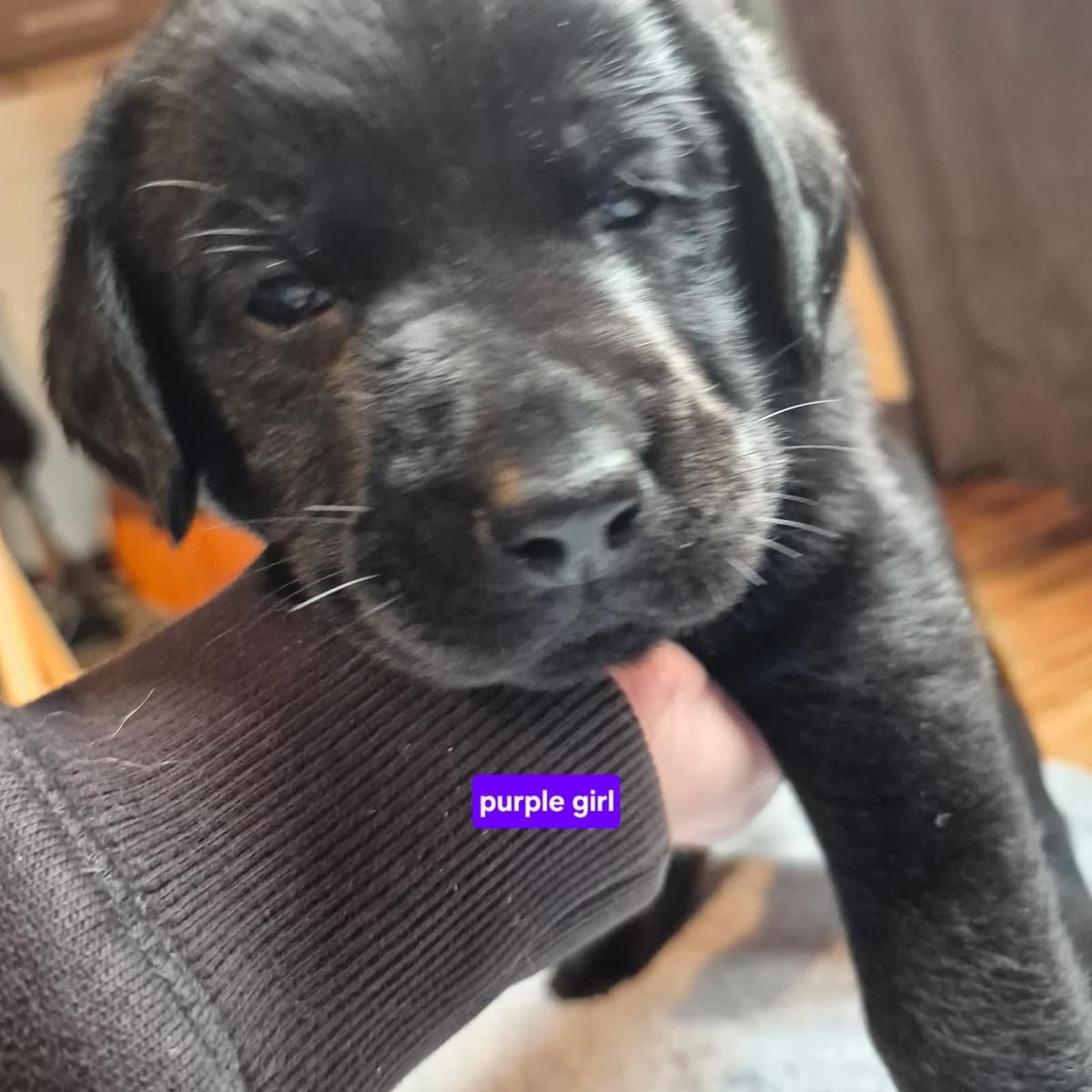 Labrador Retriever Puppies breeder image 2