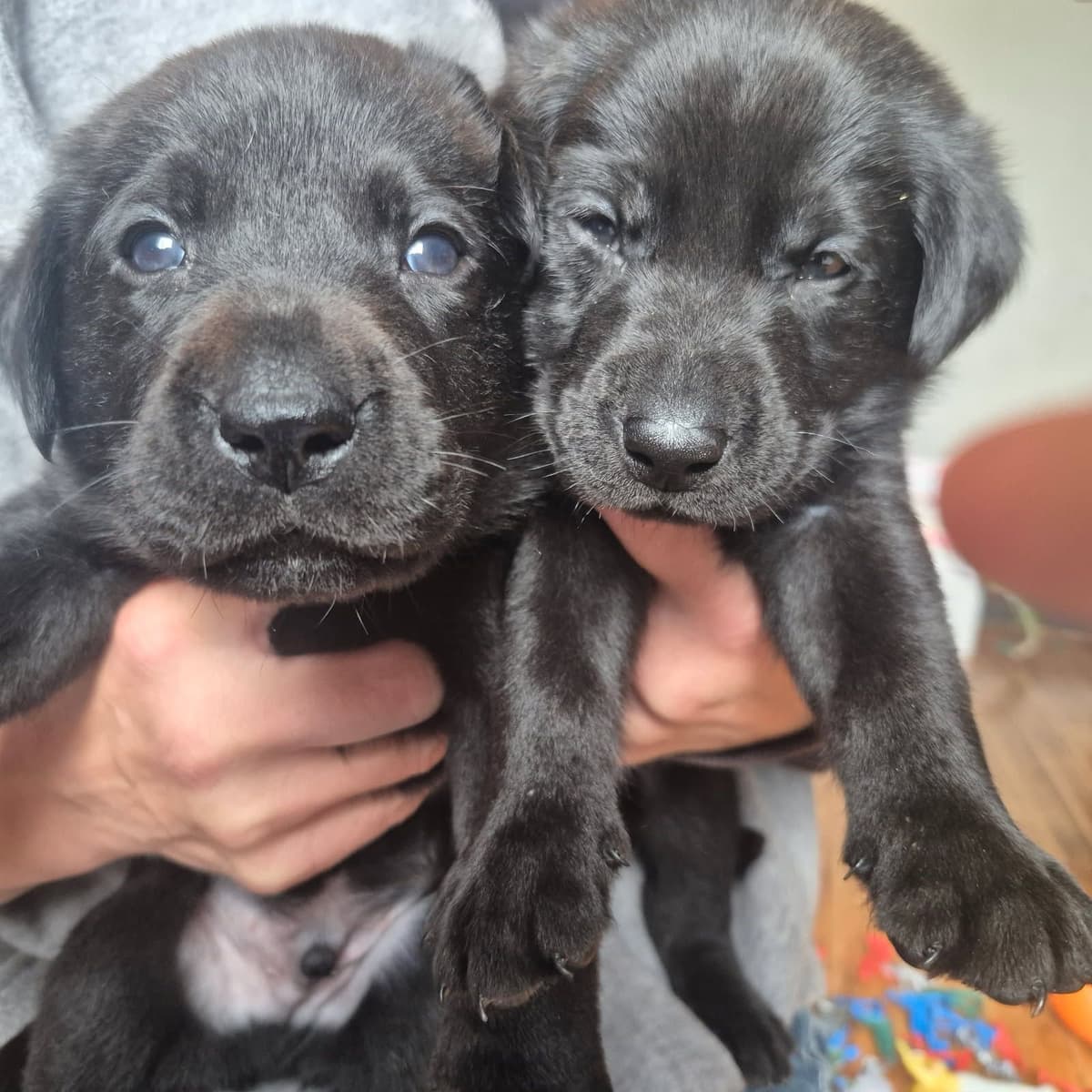 Labrador Retriever Puppies breeder image 3