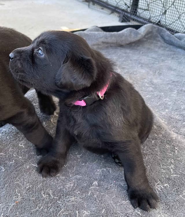 Labrador Retriever Puppies media 3