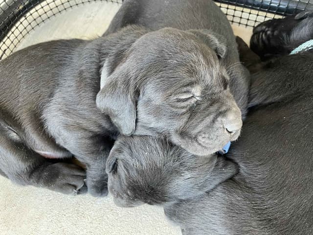 Labrador Retriever Puppies media 6