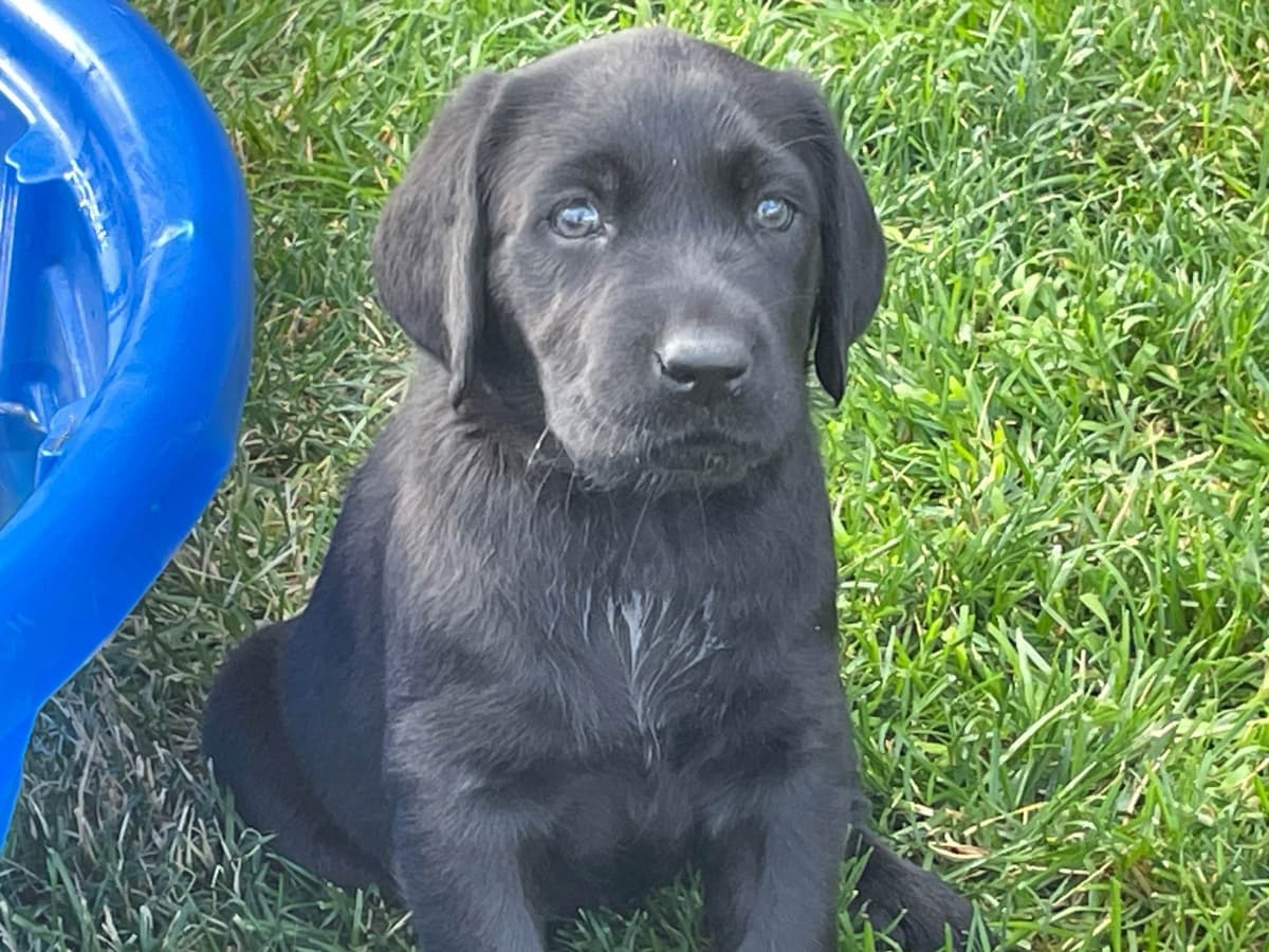 Labrador Retriever Puppies breeder image 1