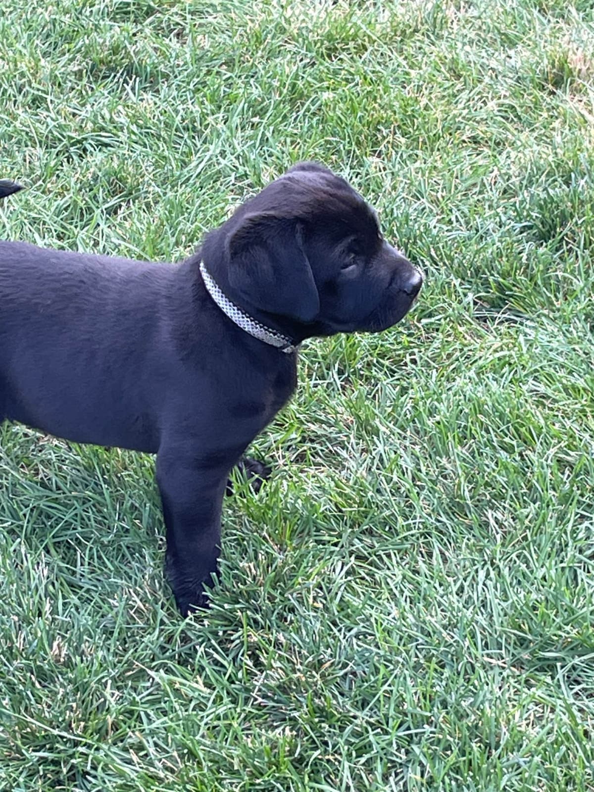 Labrador Retriever Puppies breeder image 5