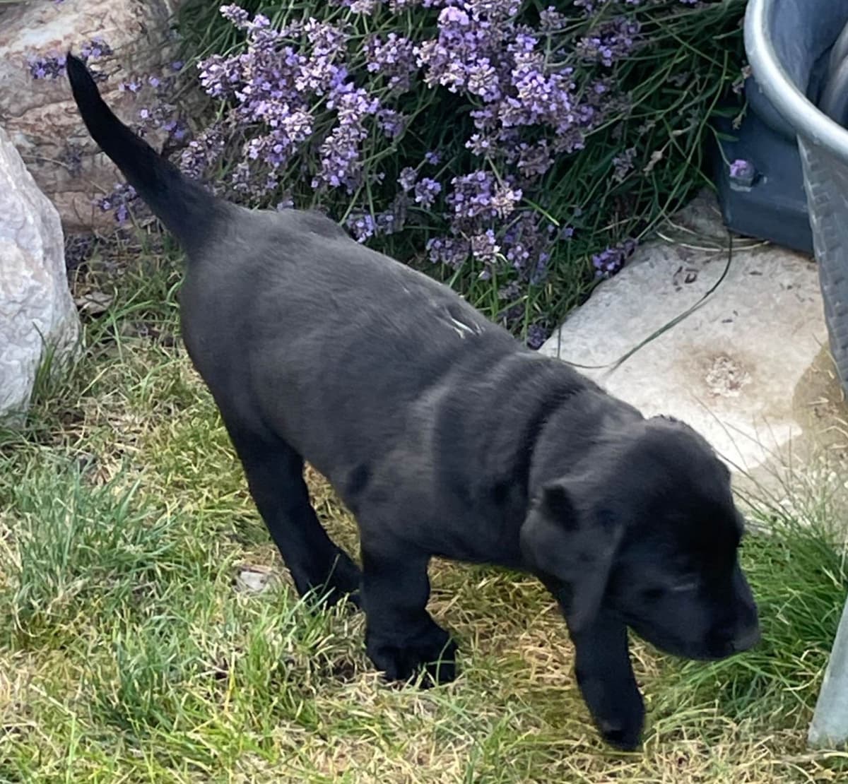 Labrador Retriever Puppies breeder image 4