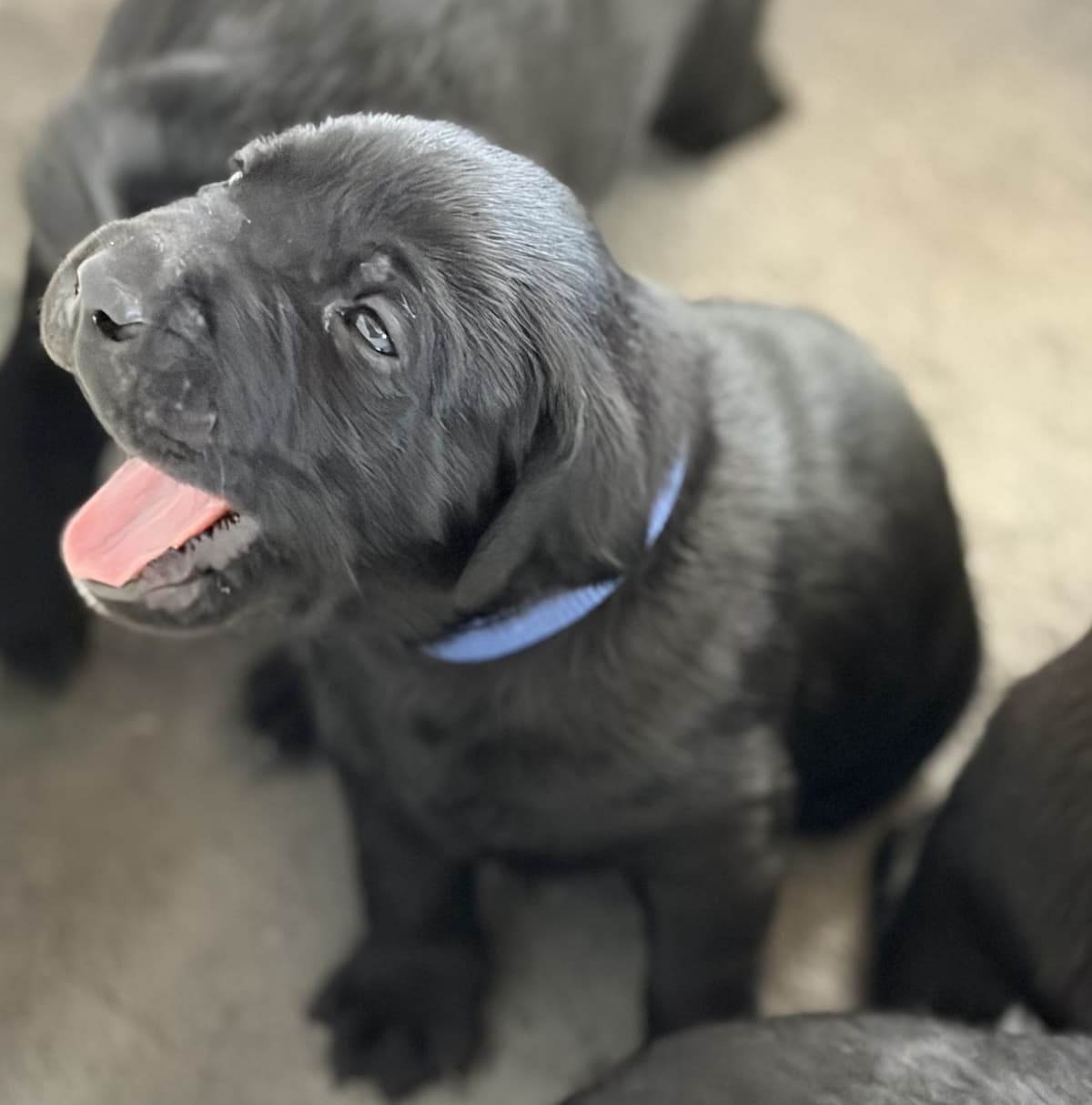 Labrador Retriever Puppies breeder image 6
