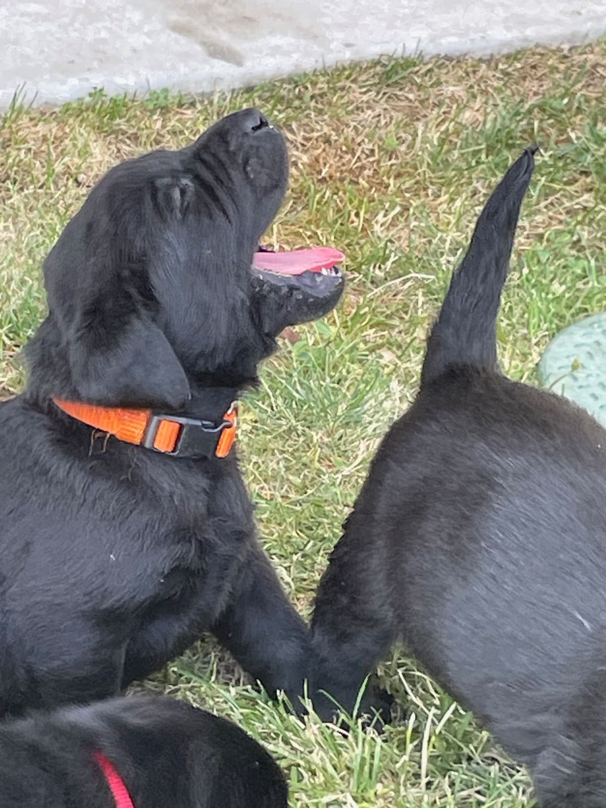 Labrador Retriever Puppies breeder image 7