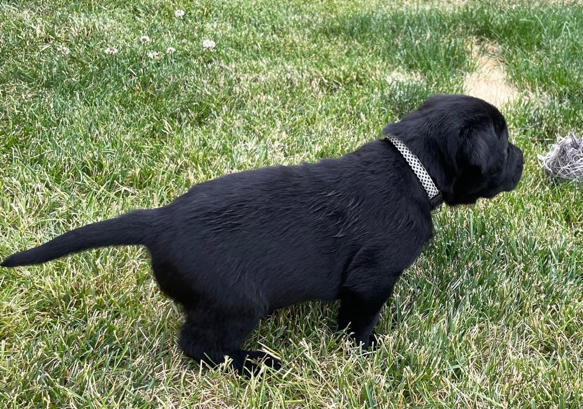 Labrador Retriever Puppies breeder image 8