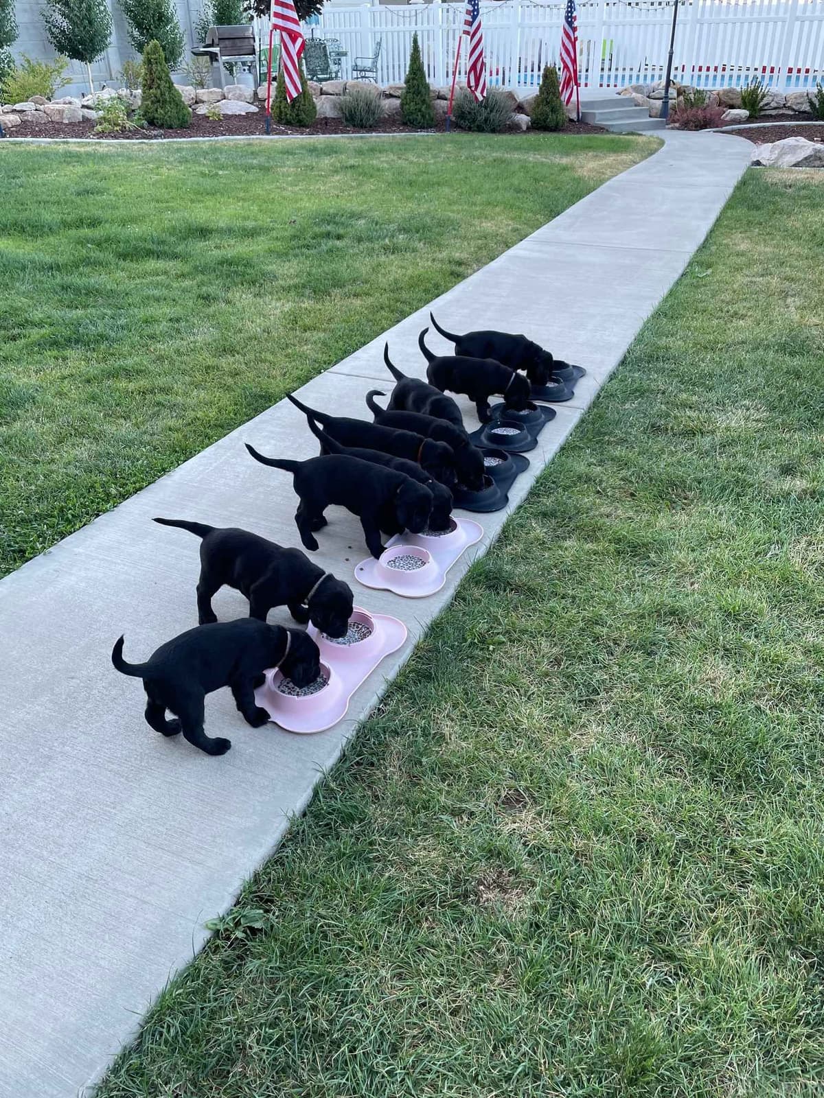 Labrador Retriever Puppies breeder image 9