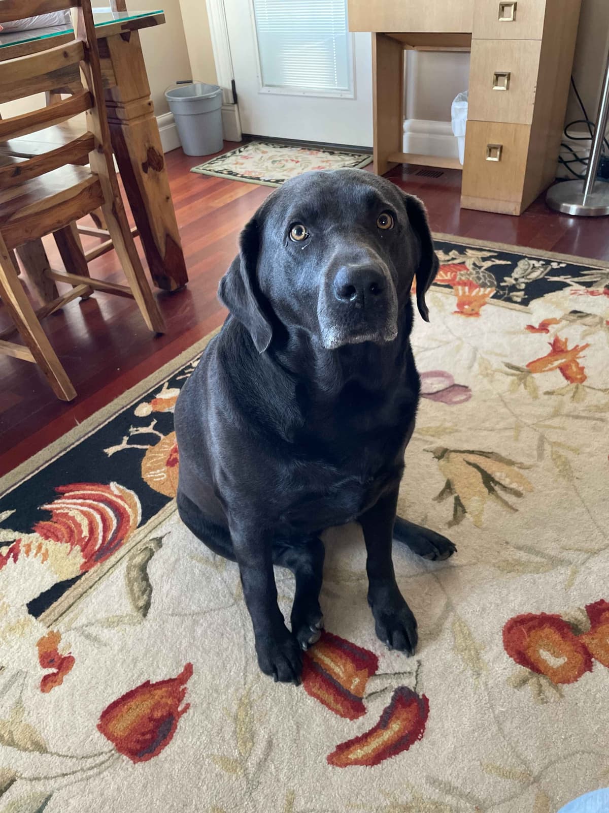 Labrador Retriever Puppies breeder image 10